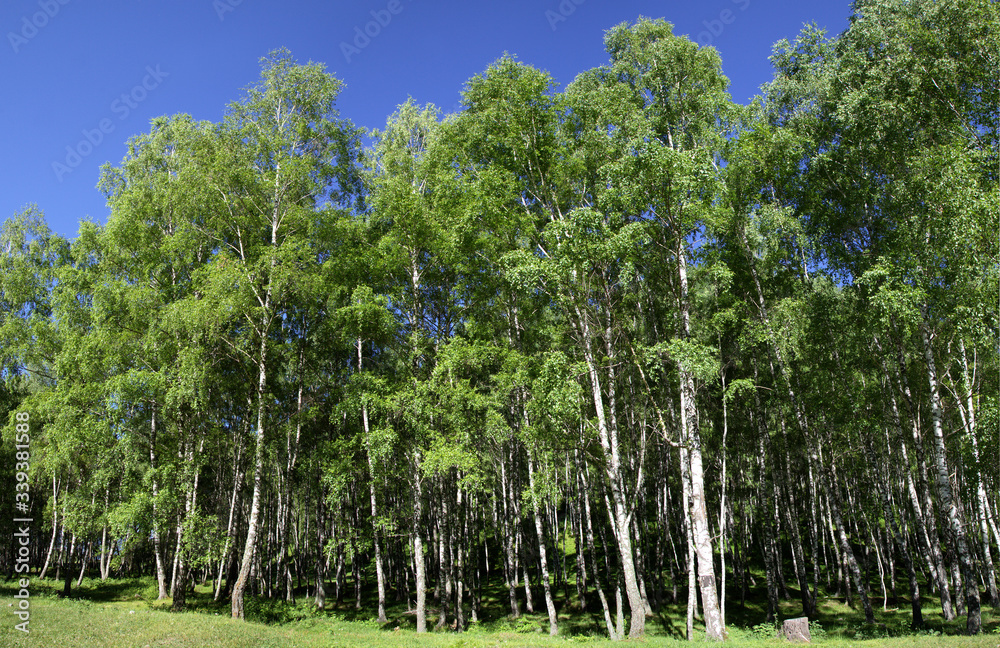 Green summer landscape, birch forest on a sunny day Green summer landscape, birch forest on a sunny day