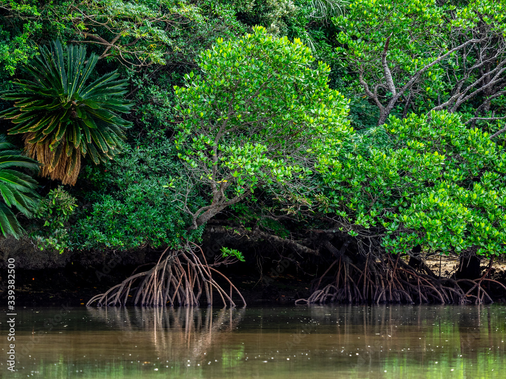 Obraz premium 沖縄、石垣島のマングローブ