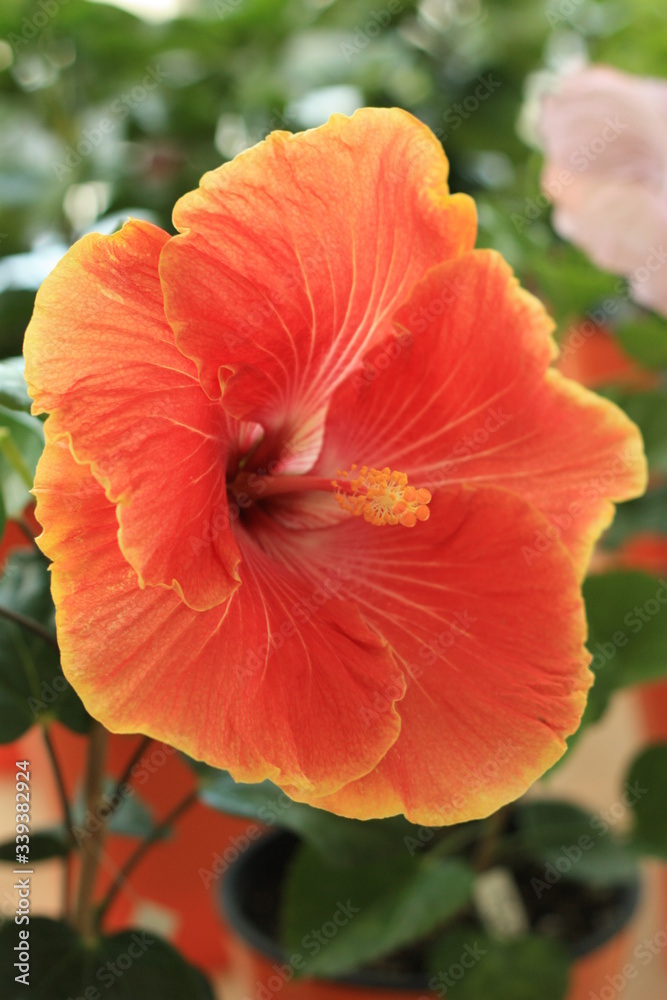 Fototapeta premium 赤いハイビスカス