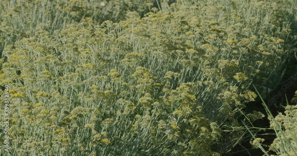 Slowmotion shot on slider of growing a medicinal herbs, Immortelle field near Oklaj in Damatian Zagora, Croatia Slowmotion shot on slider of growing a medicinal herbs, Immortelle field near Oklaj in Damatian Zagora, Croatia