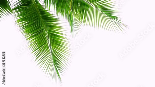 Detail of coconut trees leaf isolated on white background

