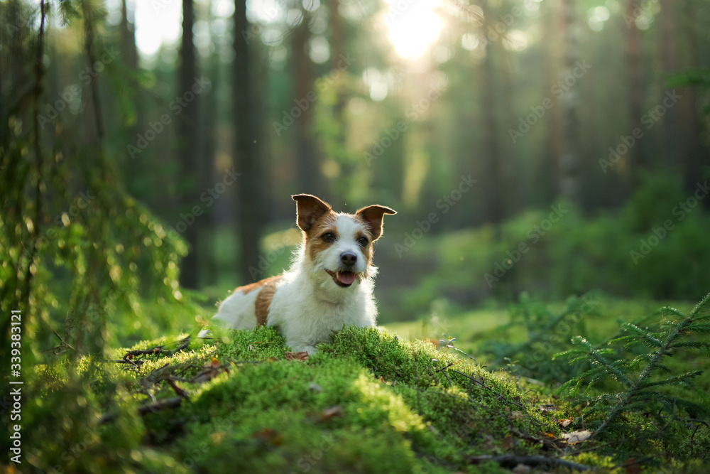 dog in the forest. Jack Russell Terrier is lying on the moss. Tracking in nature. Pet resting