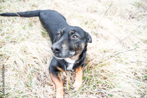 Cute old black dog and brown puppy playing on a grass - rescue dogs found a new home