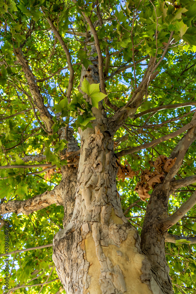 Fototapeta premium Arbol.