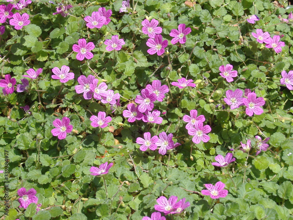 Fototapeta premium 紫の花畑 