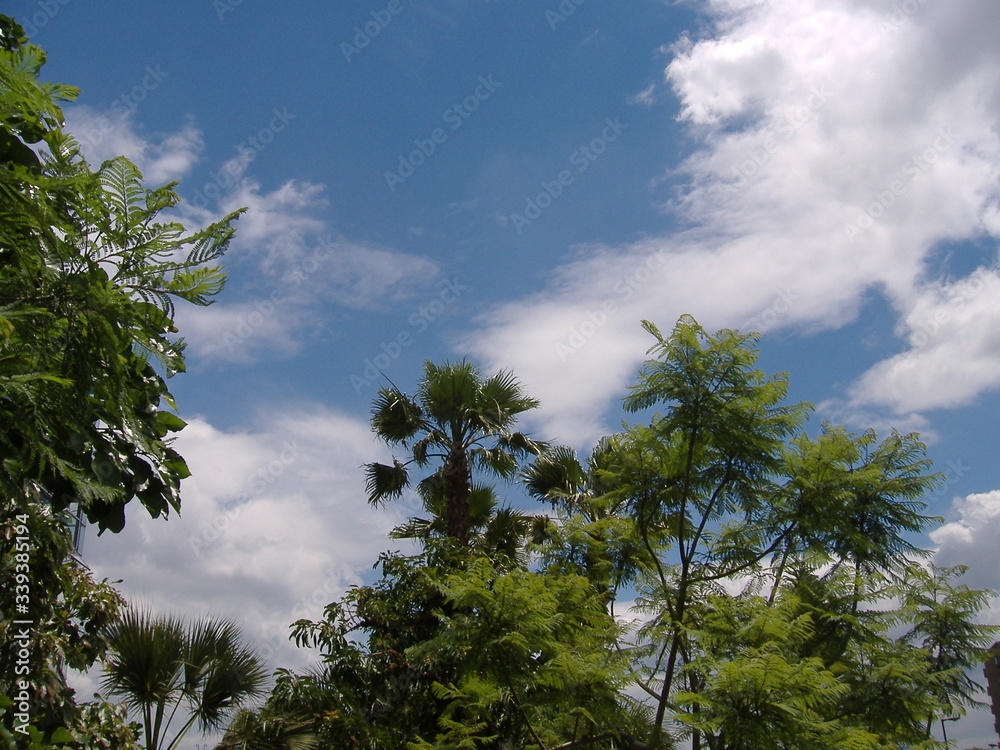 Obraz premium 木と空