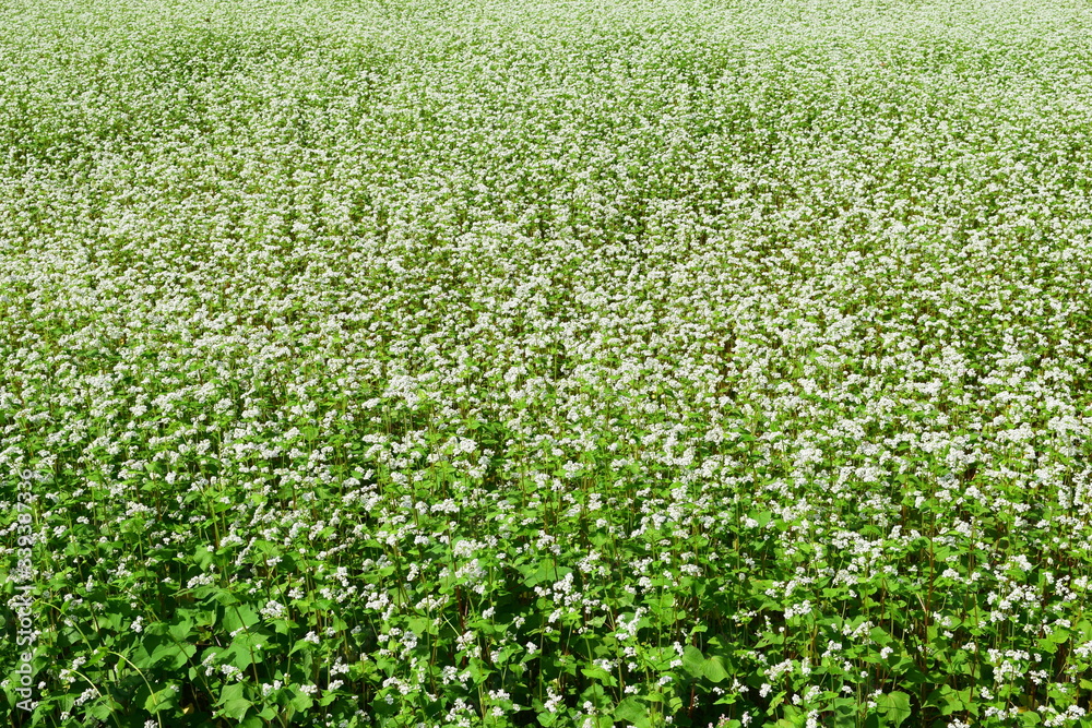白い花 蕎麦畑 白い花 蕎麦畑