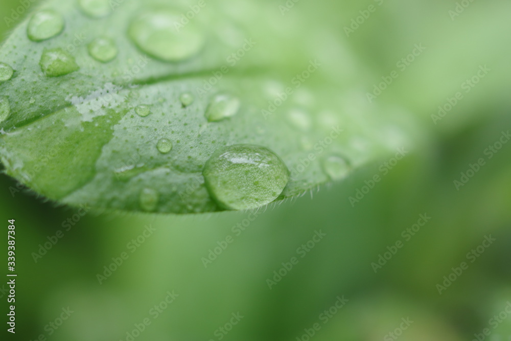 雨上がり、水滴の付いた葉 雨上がり、水滴の付いた葉