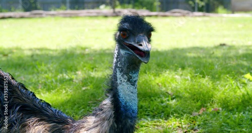 Portrait Of Emu Bird Looking Around In Lone Pine Koala Sanctuary With Green Vegetation On The Background.-closeup shot photo