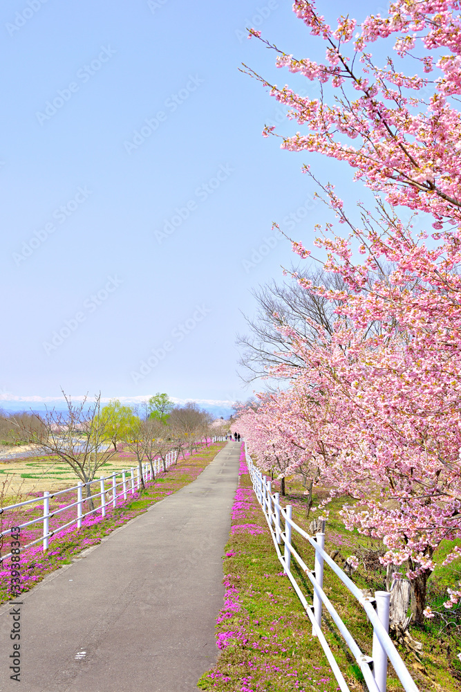 春満開、桜と芝桜
