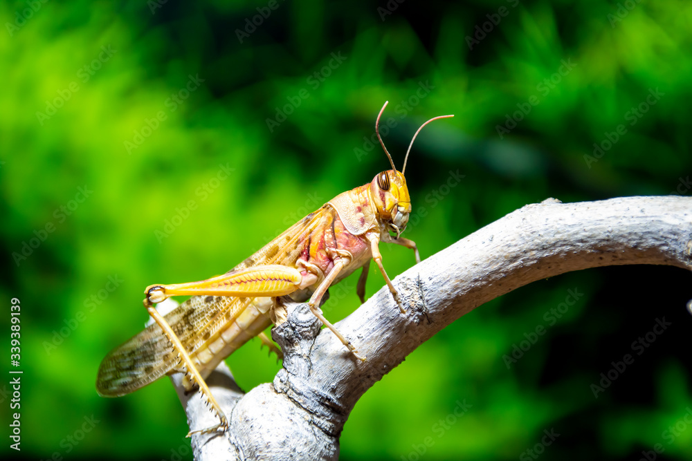 Closeup of a locust on a branch Closeup of a locust on a branch