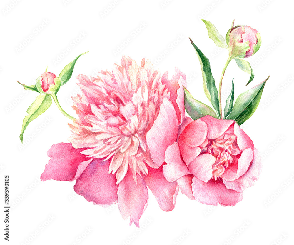 Watercolor illustration of Pink Peony. Romantic background for web pages, wedding invitations