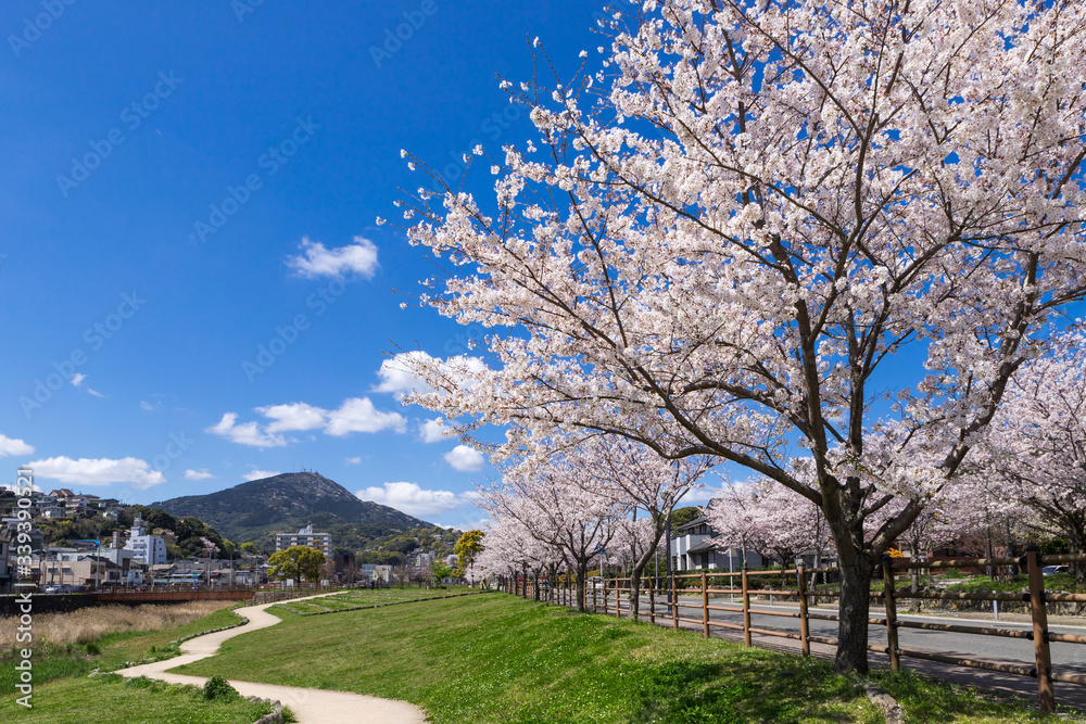 板櫃川沿いの桜並木と皿倉山　北九州市八幡東区高見