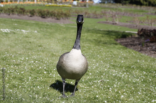 canada goose in the park