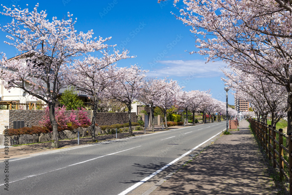 桜並木と住宅街