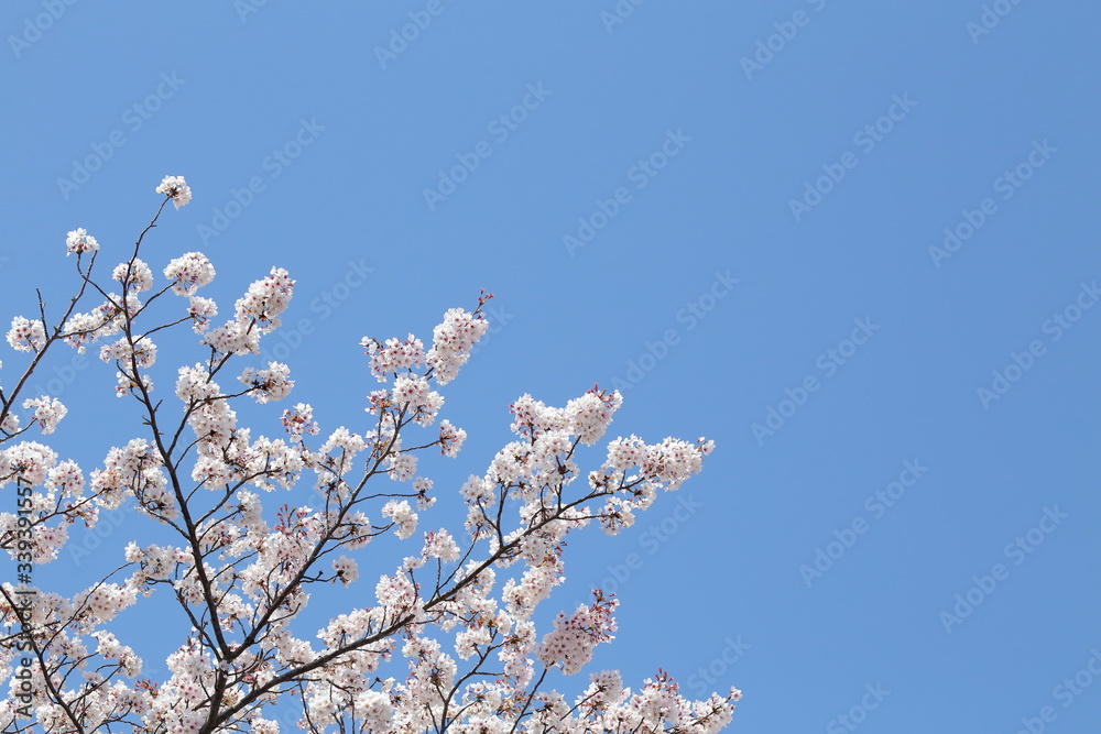 桜 桜