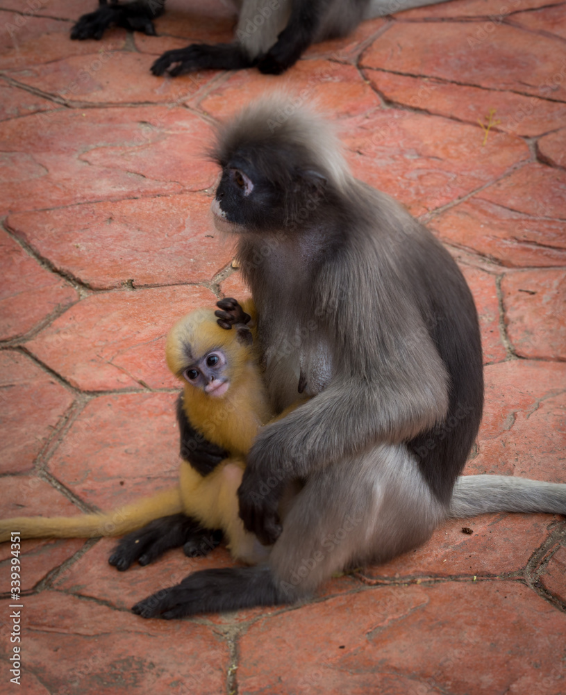 Mother Dusky monkey holding orange baby on sidewalk