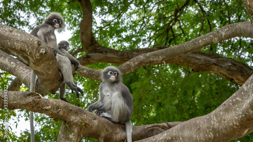Dusky Monkeys sitting in the trees with tails hanging