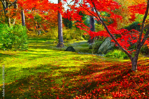 紅葉した森の中の風景 