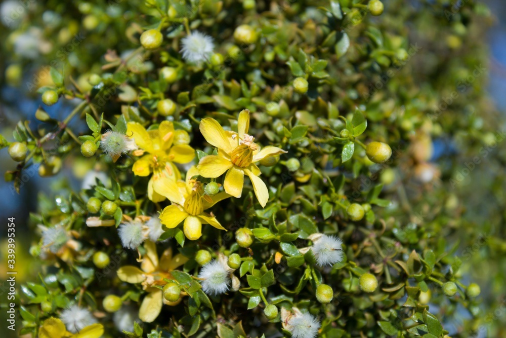 Φωτογραφία Creosote Bush, Larrea Tridentata, a  staunch contender for paragon of Southern Mojave Desert native plants, blossoms in the fringes of Twentynine Palms