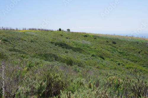 Panoramic view of an area of California natural reserve coastal highlands with a glimpse of the ocean in the background on an early spring day
