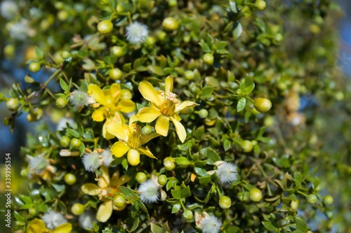 Creosote Bush, Larrea Tridentata, a  staunch contender for paragon of Southern Mojave Desert native plants, blossoms in the fringes of Twentynine Palms.
