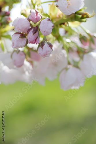 桜（静香桜）