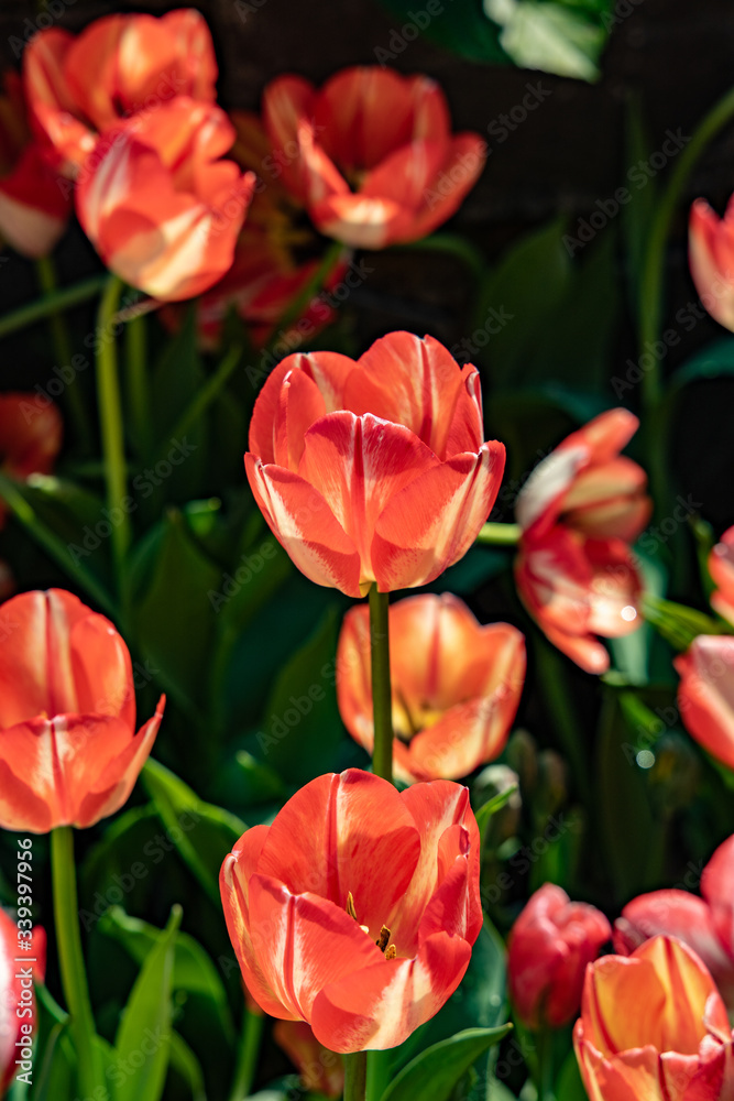 Close up of  colorful tulip flower