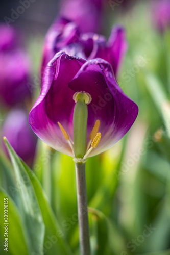 Close up of  colorful tulip flower