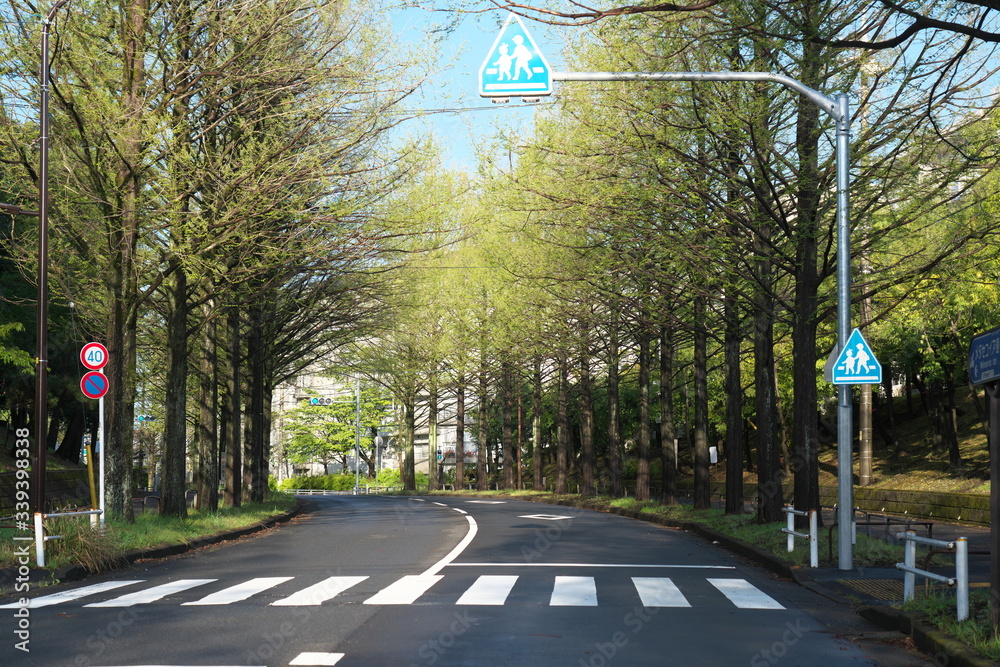 Φωτογραφία Tokyo,Japan-April 14, 2020: Metasequoia glyptostroboides or dawn redwood trees a