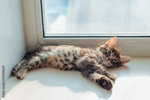 Cute charcoal bengal kitty cat laying windowsill and relaxing.