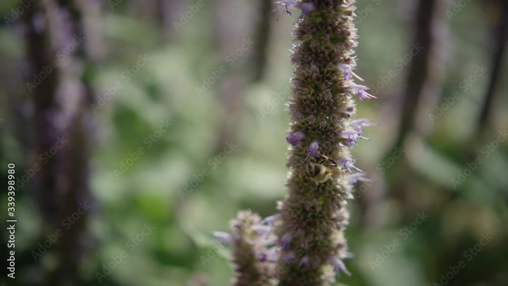 Beautiful flower // Detail shot on lavender blossom in green garden environment Beautiful flower // Detail shot on lavender blossom in green garden environment