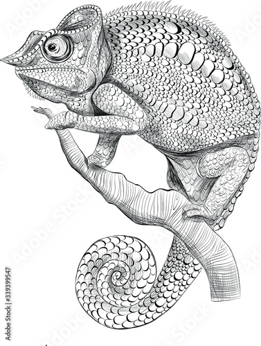 stylized chameleon black and white graphics abstraction