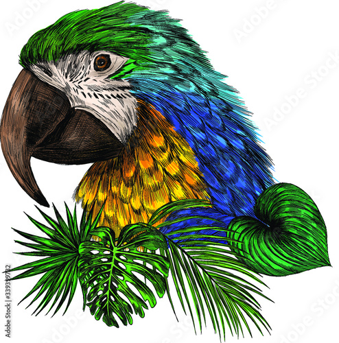 head parrot macaw yellow green blue with palm leaves 