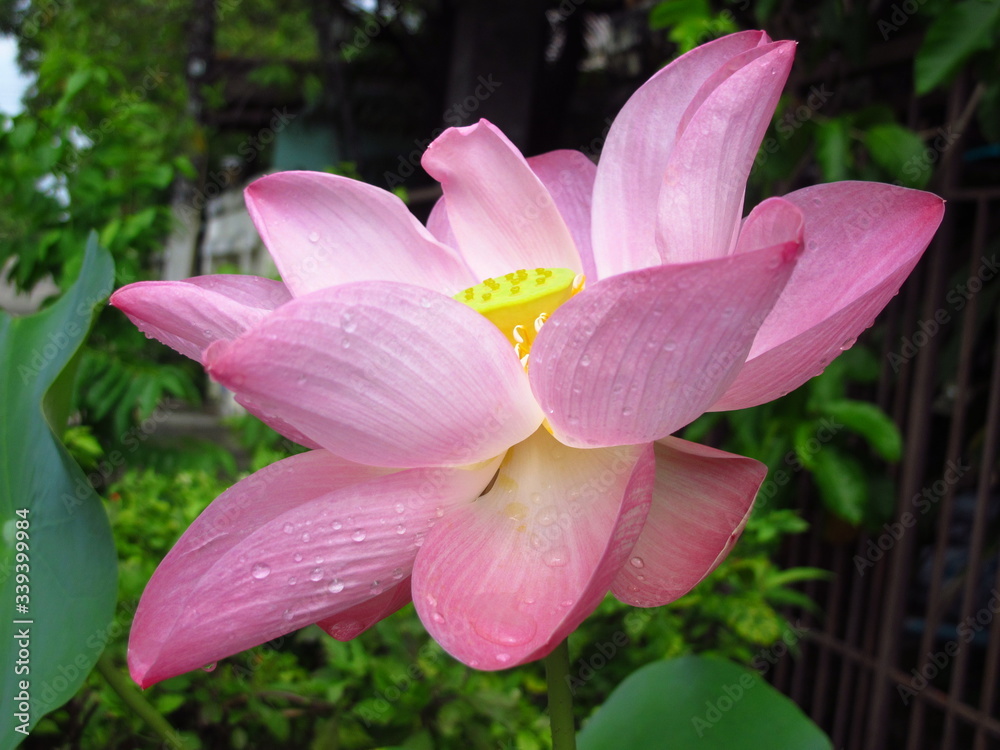 pink lotus flower in the garden pink lotus flower in the garden
