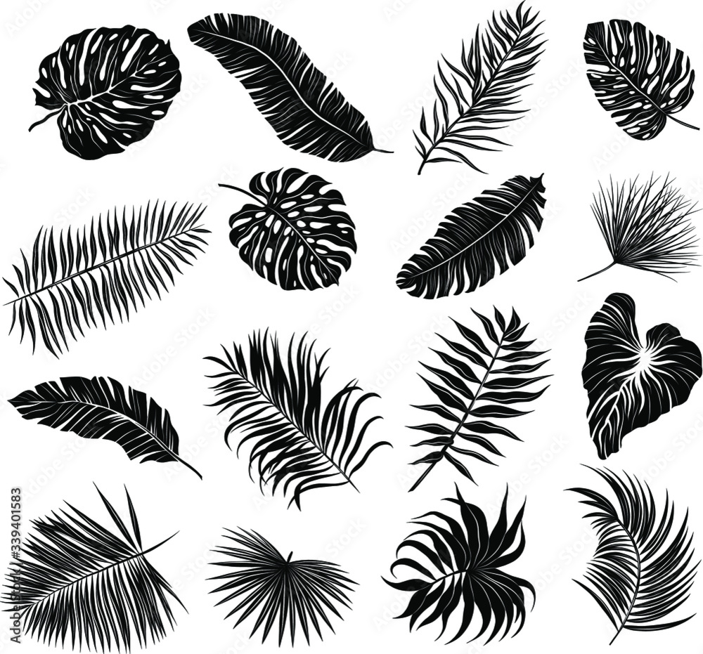 palm leaves set black and white palm leaves set black and white
