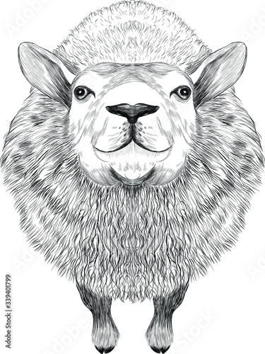 cute RAM  vector animal black and white
