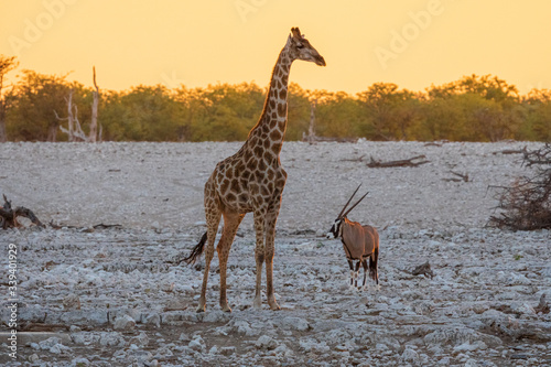 Giraffe and Gemsbok Oryx stand in front of water hole at sunset sky in Etosha National Park  Namibia
