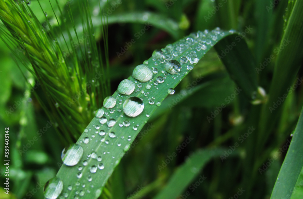 dew on grass dew on grass