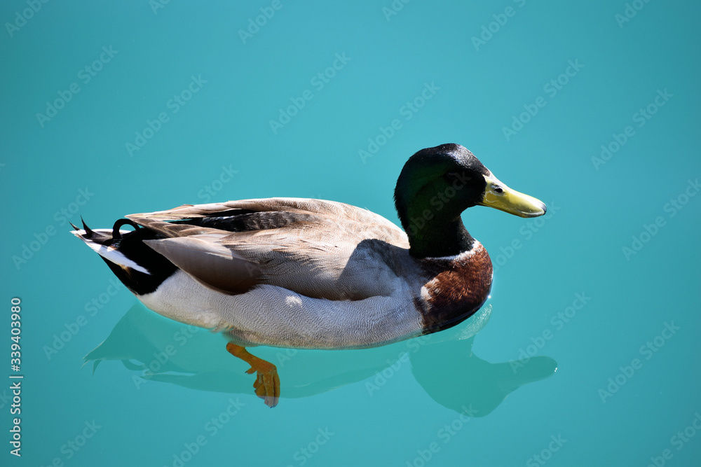 Fototapeta premium multicolored duck swims in seawater