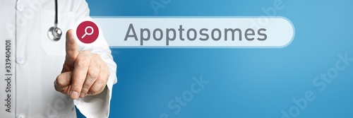 Apoptosomes. Doctor in smock points with his finger to a search box. The term Apoptosomes is in focus. Symbol for illness, health, medicine photo