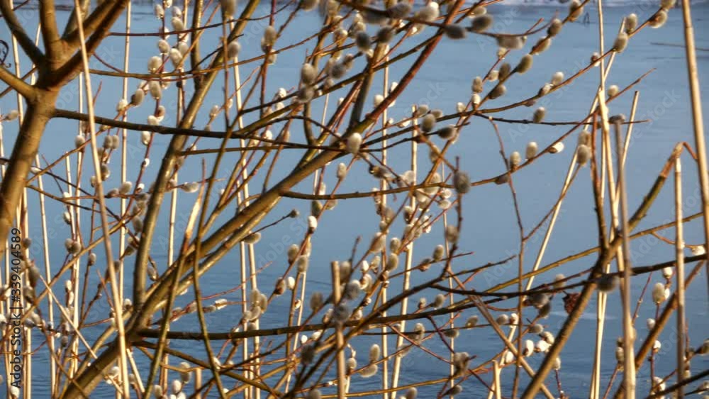 Easter Willows Catkins blossom on cold blue background Easter Willows Catkins blossom on cold blue background