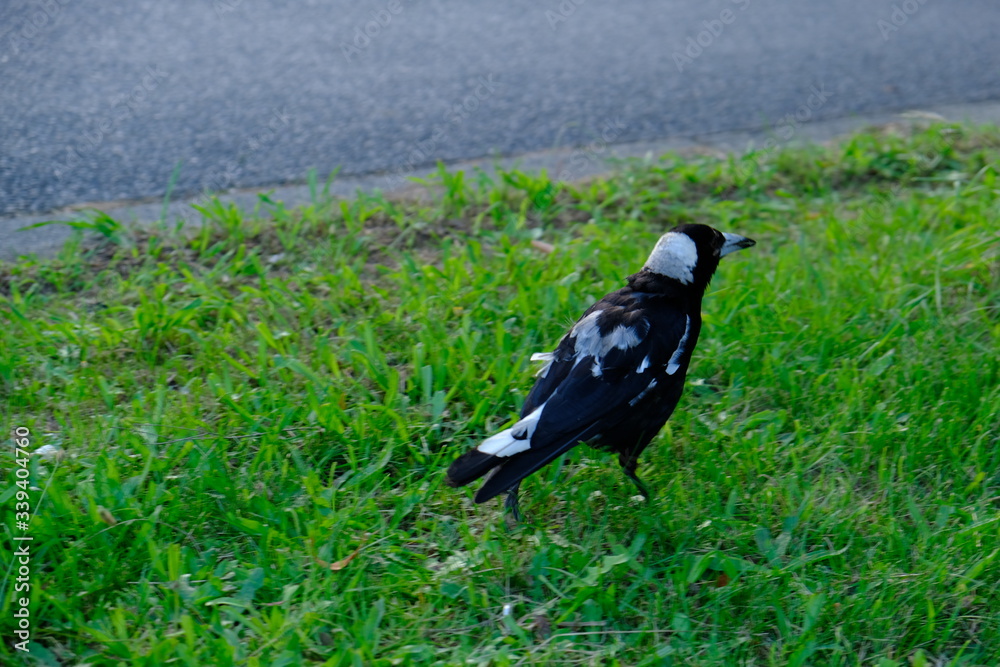 Fototapeta premium The Australian magpie is a medium-sized black and white passerine bird native to Australia and southern New Guinea. Although once considered to be three separate species, it is now considered