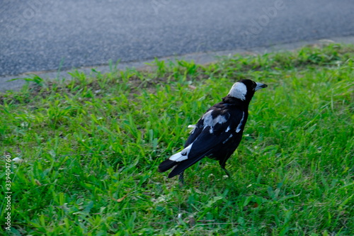 The Australian magpie is a medium-sized black and white passerine bird native to Australia and southern New Guinea. Although once considered to be three separate species, it is now considered