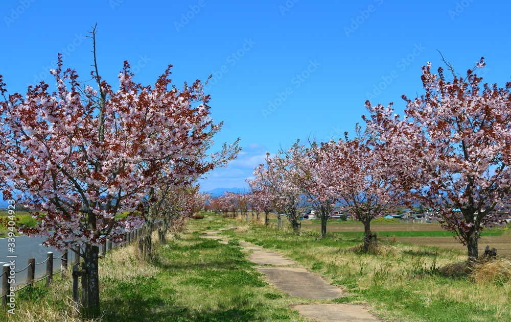Fototapeta premium さくら 道 田舎 渡良瀬 風景 杤木