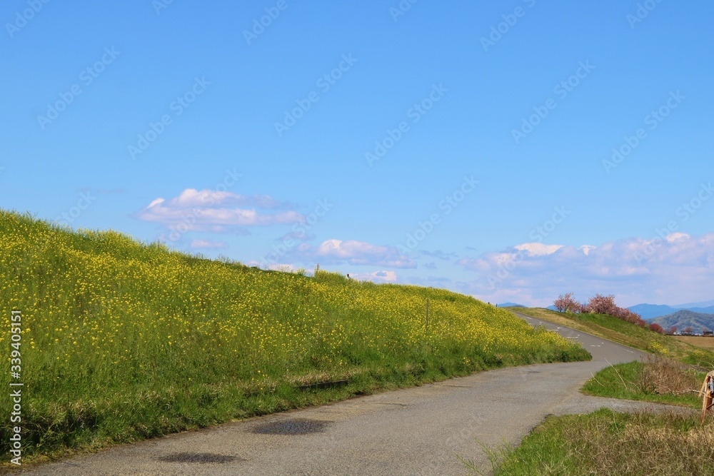 春　道　菜の花　山　渡良瀬　風景　杤木