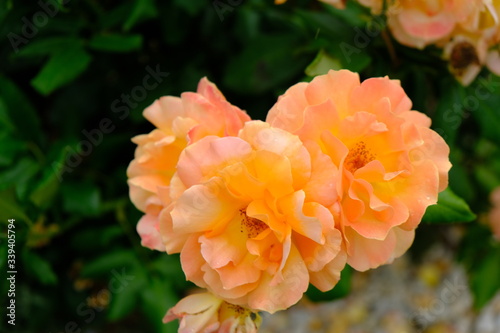 A Rose is a woody perennial flowering plant of the genus Rosa, in the family Rosaceae, or the flower it bears.There are over three hundred species and thousands of cultivars.They form a group of plant