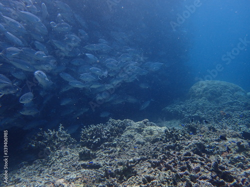 ボルネオの海底で大混雑のギンガメアジの大群