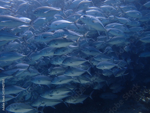 ボルネオの海底で大混雑のギンガメアジの大群