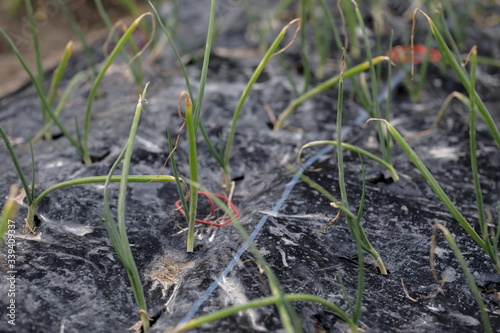 Wallpaper Mural 玉ネギの畑 Torontodigital.ca